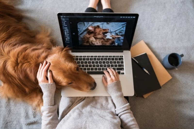 Working from home with dog