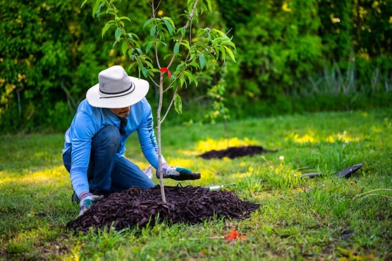 Man in Blue Long Sleeve Shirt Planting a Tree