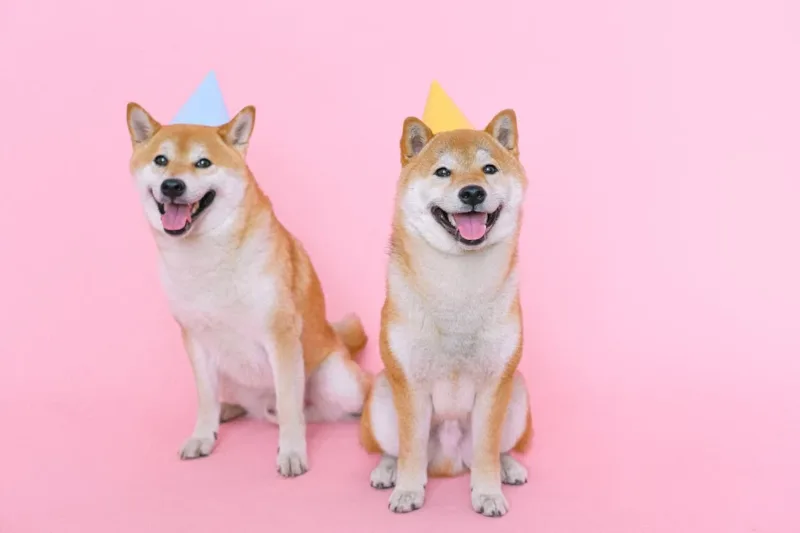 Shiba Inu Dogs Wearing Party Hats
